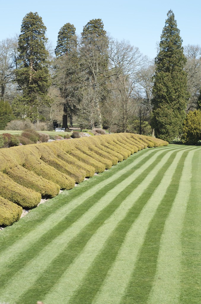 striped lawn and hedge